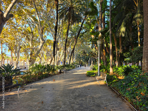 Sunny public park walkway with palm trees and sycamores in Malaga Urban Park- Malaga Spain