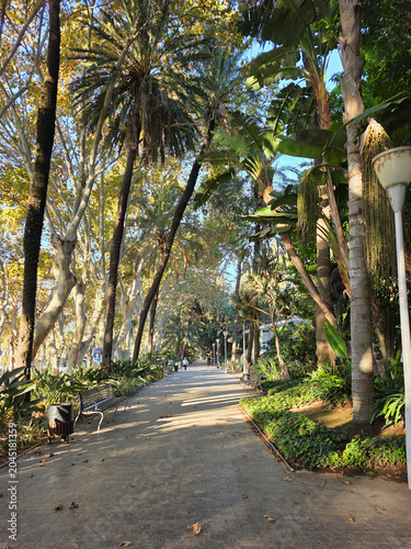 Sunny public park walkway with palm trees and sycamores in Malaga Urban Park- Malaga Spain