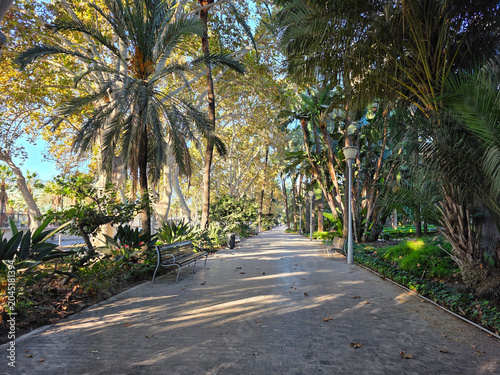Sunny public park walkway with palm trees and sycamores in Malaga Urban Park- Malaga Spain