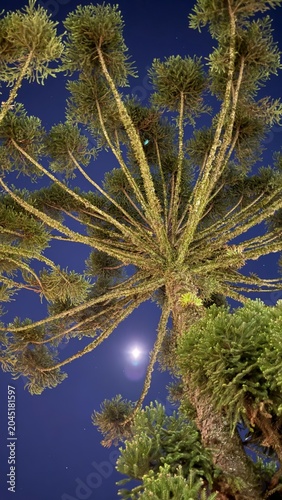Araucaria a noite iluminada pela lua