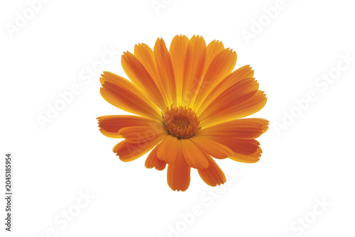 Canvastavla Isolated vibrant orange calendula flower with radiating petals and textured cent