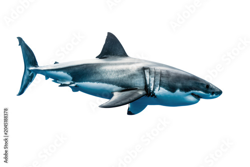 Bild auf Leinwand Isolated powerful great white shark swimming, dangerous marine predator of the d