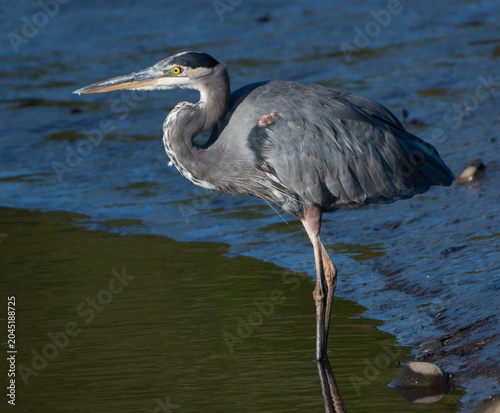 Canvas Print Great Blue Heron In Sun