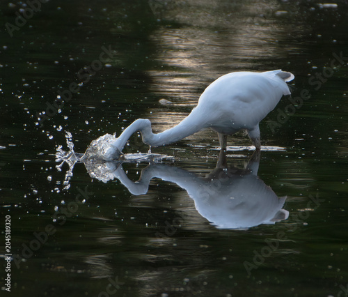 Foto Great Egret Hunting Fish