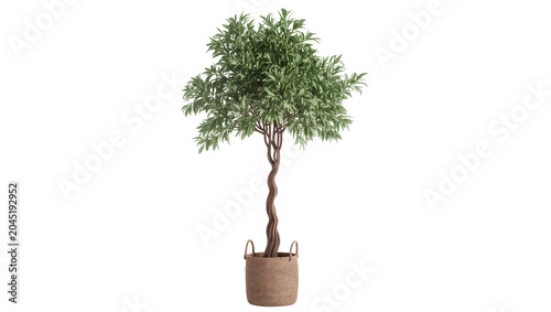 Φωτογραφία Isolated decorative potted ornamental tree with twisted trunk, lush green leaves
