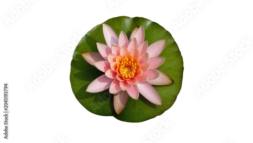 Quadro em tela Isolated stunning pink and orange water lily blossom gently floating on a vibran