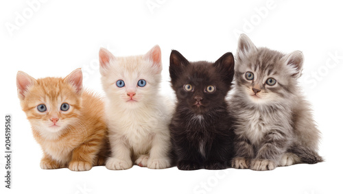 Obraz na plátně Isolated portrait of four cute colorful kittens sitting in a row, adorable domes