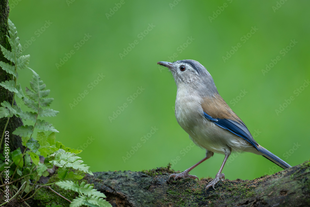 Obraz premium Beautiful and colorful little birds in a park in Ho Chi Minh City, Vietnam.