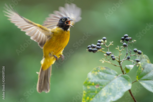 фотографія Black-headed bulbul perched in a city park in Ho Chi Minh City, Vietnam