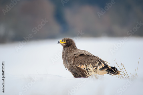 Foto Majestic Brown Eagle in Snowy Field, Winter Wildlife Portrait of a Vigilant Rapt