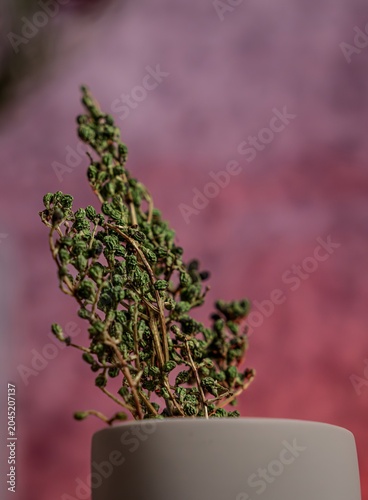 Dried Green Plant in Minimalist Vase against Pink Background