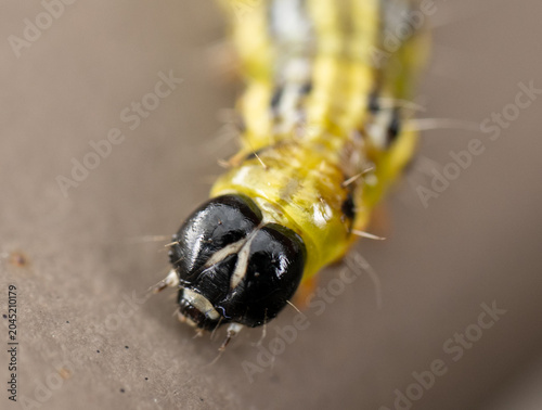Close-up marco of a living caterpillar before it regenerates into a butterfly. Caterpillar has big black looking eyes