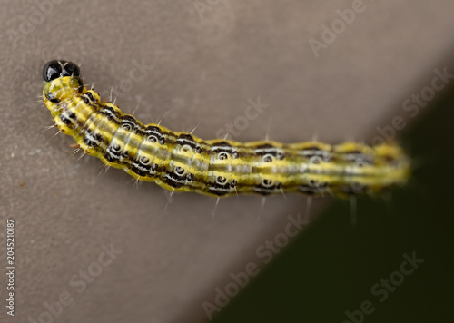 Close-up marco of a living caterpillar before it regenerates into a butterfly. Caterpillar has big black looking eyes