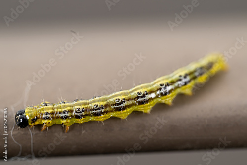 Close-up marco of a living caterpillar before it regenerates into a butterfly. Caterpillar has big black looking eyes