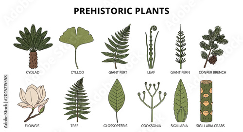 Bild auf Leinwand Illustration of twelve distinct prehistoric plant types with labels