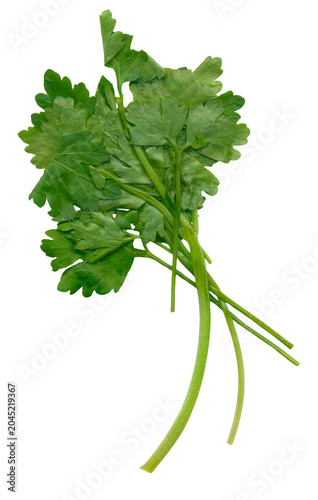 Cuadro en lienzo Fresh crumpled green parsley herb sprig isolated transparent png for culinary mo