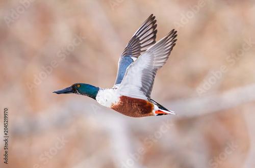 A Northern Shoveler duck flying against a light colored woodland background. Close up view.