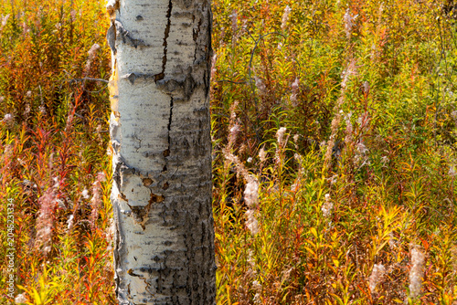 Canada, BC, Clinton.  Fireweed (chamaenerion angustifolium) covers the forest floor in the aftermath of devastating wildfire four years prior. 