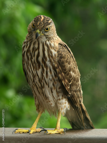 closeup of a copper's hawk perched on a railing with a green backdrop  in summer in broomfield, colorado
