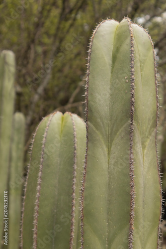 Close-up photograph of a tall green cactus with visible spines and textured ribs, captured in soft natural light with a blurred botanical garden background