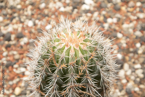 Macro close-up photograph of a barrel cactus covered with sharp white spines, captured in natural light with a soft blurred rocky background