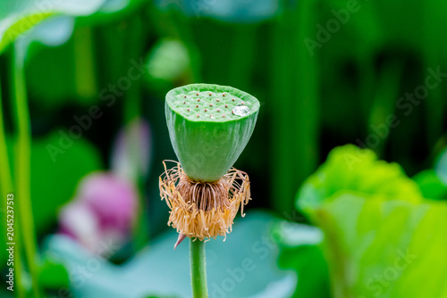 Fotografie the edible part of a lotus flower