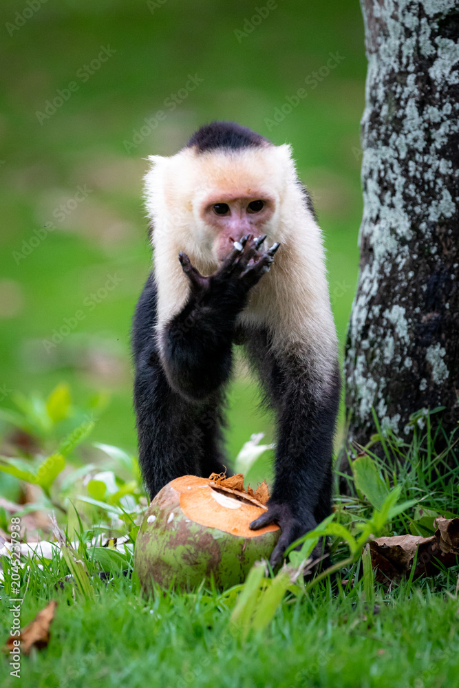 Fototapeta premium Capuchin monkey eating the rests of coconut cocktail on the beach of Manuel Antonio National Park