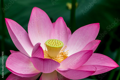 Pink lotus flower, Beautiful exotic flower Asia