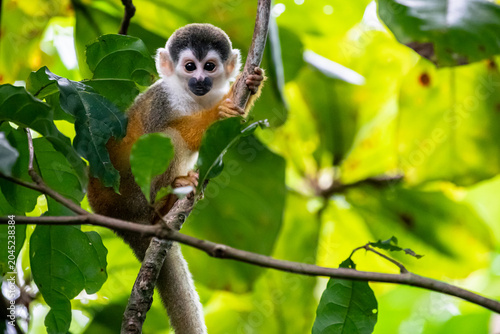 Bild auf Leinwand Baby Squirrel Monkey sitting on the branch, Corcovado National Park