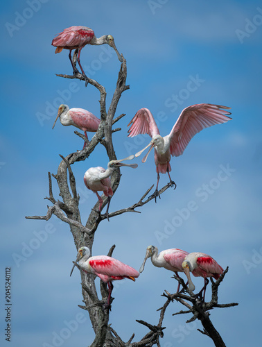 Espatulas rosadas, aves, bandada en arbol.