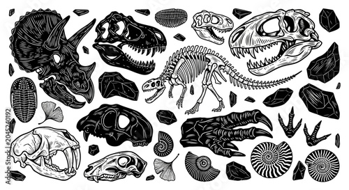 Photos Fossilized Remains and Prehistoric Creatures A Collection of Ancient Life Forms
