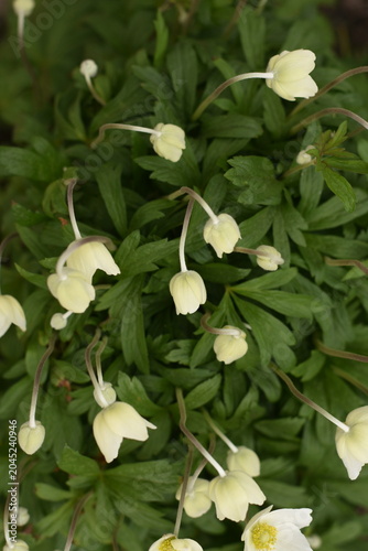 Side view of a white forest anemone surrounded by green vegetation, delicate spring wildflower in its natural habitat.