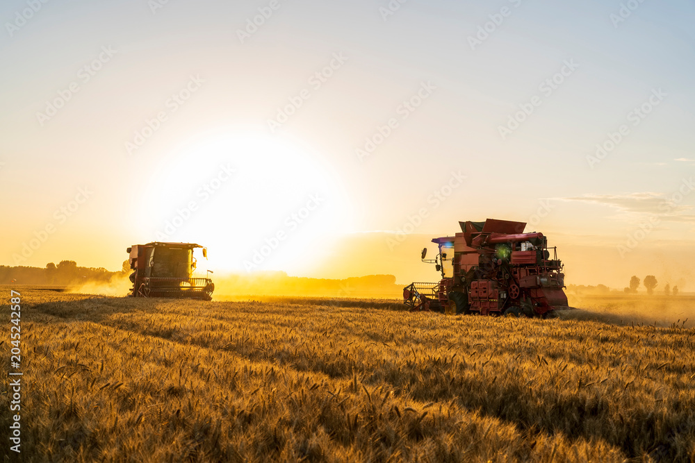 Fototapeta premium The combine is harvesting the wheat in the evening