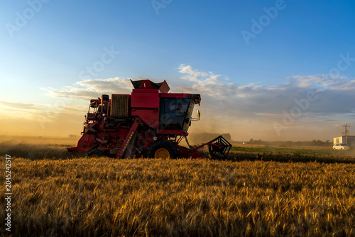 The combine is harvesting the wheat in the evening