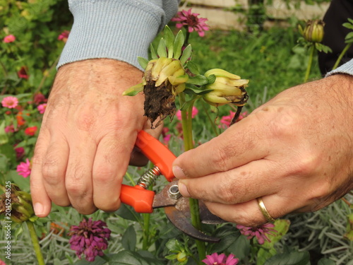 Man hands cutting a dried dahlia flower head with a bypass shears to collect the seeds in a garden. Cutting a dried flower head to collect the seeds. Gardening concept.