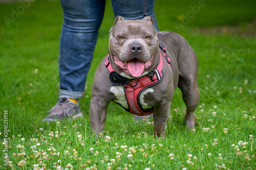 Photos happy pitbull standing in grass with persons legs behind the dog