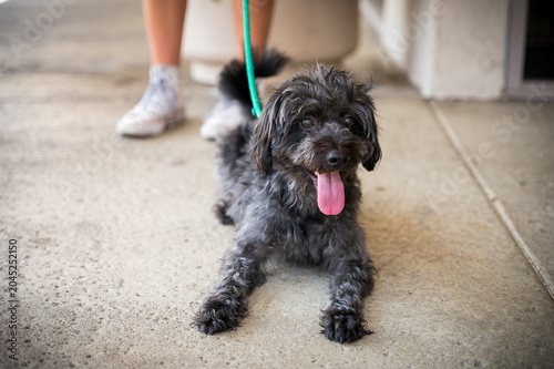 cute little dog on sidewalk wiith person holding leash behind dog