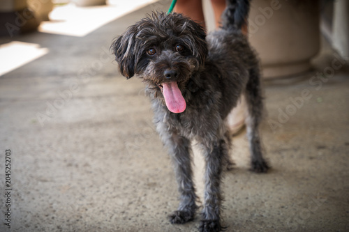 cute little dog on sidewalk wiith person holding leash behind dog