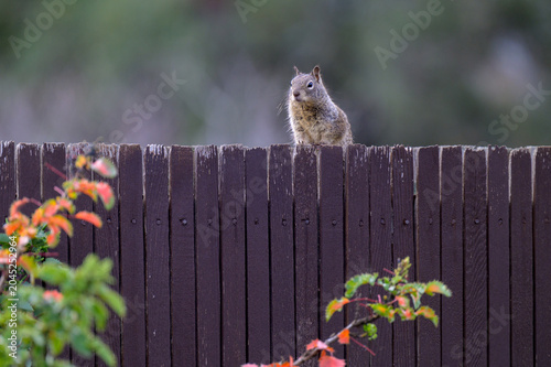 squirrel looking over fence