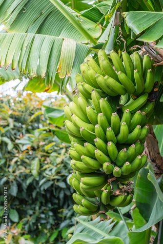 Bananenstaude