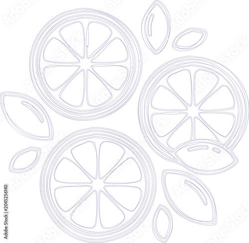 Vector illustration of sliced citrus fruits isolated on white background