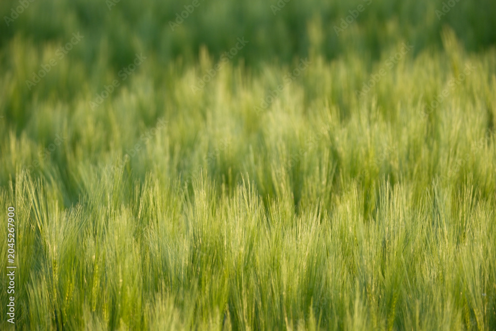 Obraz premium Close-up of tall green grass in a sunlit field