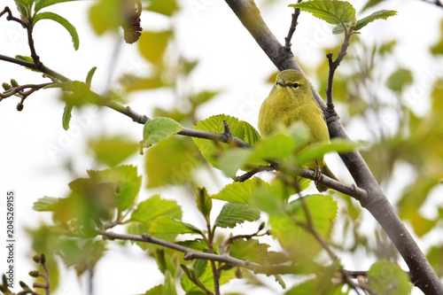 An Orange-crowned Warbler (Leiothlypis celata) hides among the leaves in Alaska's boreal forest.