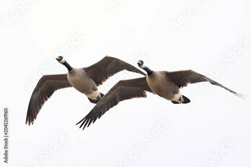 A pair of Canada geese in flight.