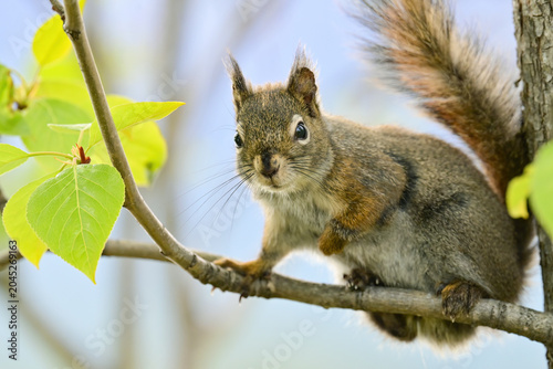 A tiny red squirrel poses on a cottonwood tree branch.
