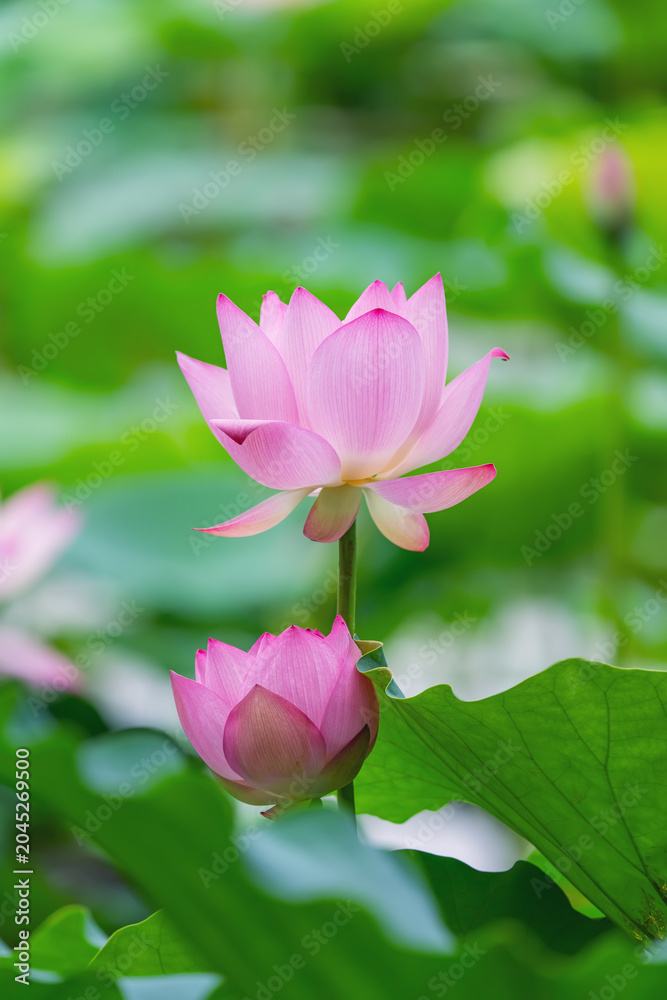 Fototapeta premium lotus flower blooming in summer pond with green leaves as background