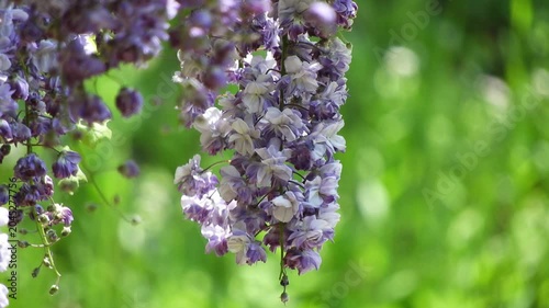 【4K】弘前公園に咲く珍しい八重咲きの藤：ブドウのように美しい八重藤の房。青森の優美な春のボタニカル映像　[4K] Rare Double-Flowered Wisteria in Hirosaki Park: Beautiful Purple Blooms, Spring in Aomori Japan 撮影日：20260514-2
