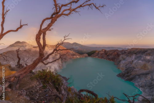 Deadwood Leafless Tree with Turquoise Water Lake, Beautiful nature Landscape mountain and green lake at Kawah Ijen volcano, East Java, Indonesia.