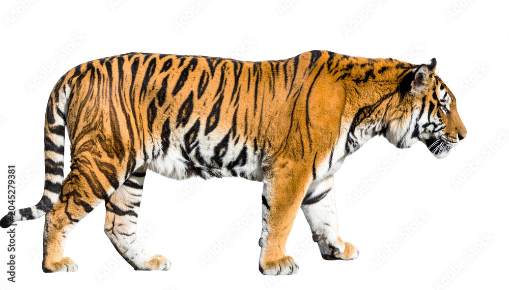Obraz premium Full body side view of a majestic tiger walking isolated on transparent background