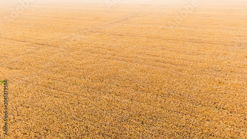 Schilderij op canvas This aerial shot shows a vast golden ripe wheat farmland, with subtle tire tracks across the mature grain crops ready for harvest